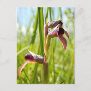 Carte postale de l'Orchidée Langue