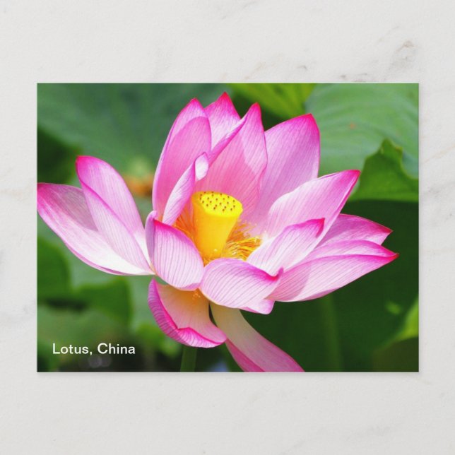 carte postale de Lotus en Chine (Devant)
