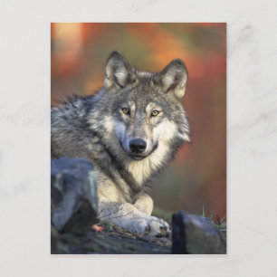 carte postale de loup sauvage