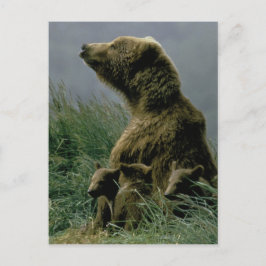 Carte postale de l'ours et des petits Kodiak