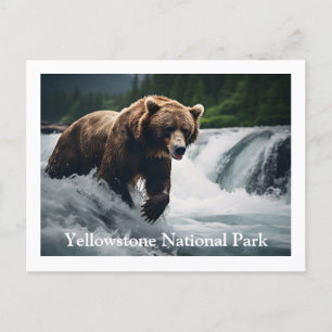 Carte postale de l'ours grizzli de Yellowstone