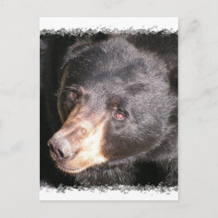 Carte postale de l'ours noir