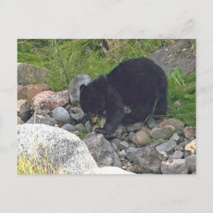 Carte postale de l'ourson noir à Yellowstone