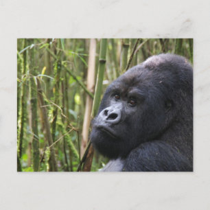 Carte postale de Lowland Gorilla