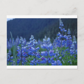 carte postale de lupin