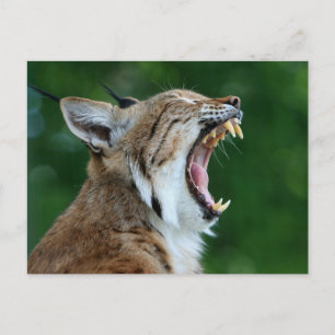 Carte postale de lynx bâillant