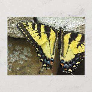 Carte postale de machaon de tigre