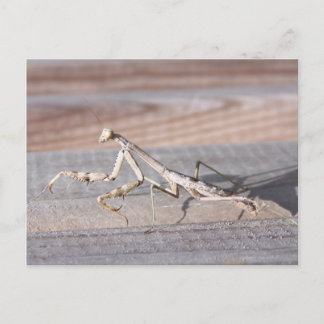 Carte postale de Mantis