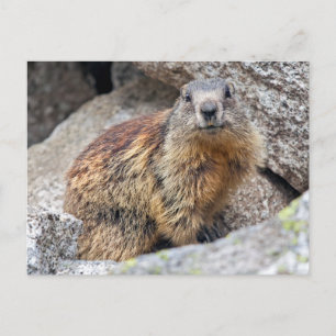 Carte postale de Marmotte alpine