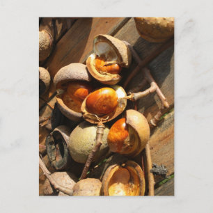 Carte postale de marronnier d'Inde