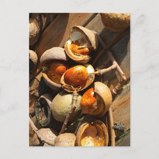 Carte postale de marronnier d'Inde (Devant)