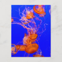 Carte postale de méduse orange | Art de la vie mar