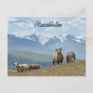 Carte postale de moutons au Kazakhstan