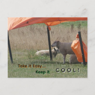 Carte postale de moutons mignons. Gardez votre cal