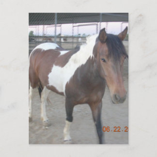 Carte postale de Mustang-Spirit