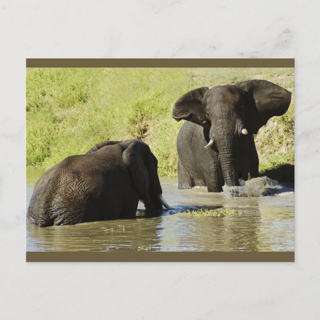 Carte postale de natation d'éléphant (éléphant afr (Devant)