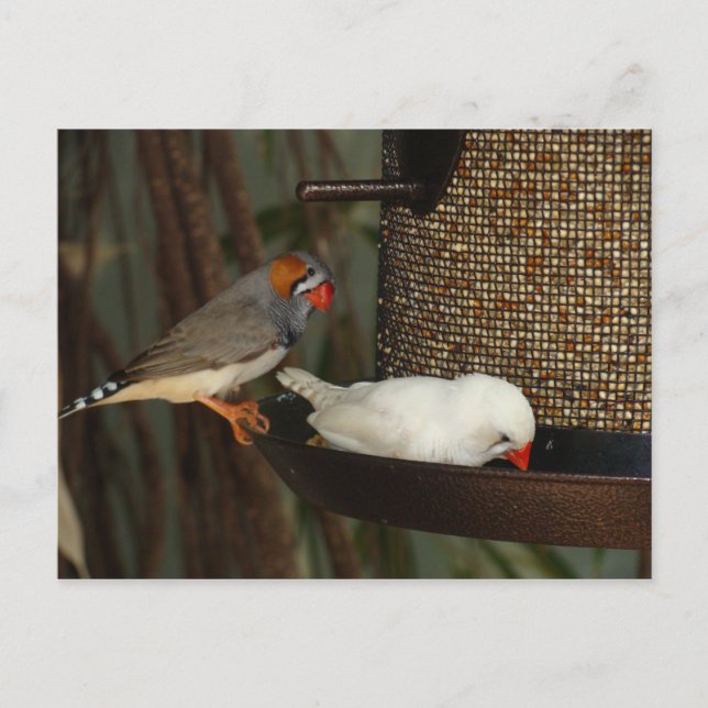 CARTE POSTALE DE NATURE (Devant)