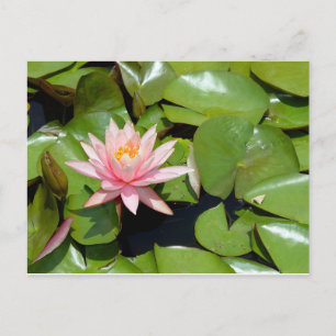 Carte postale de nénuphar rose