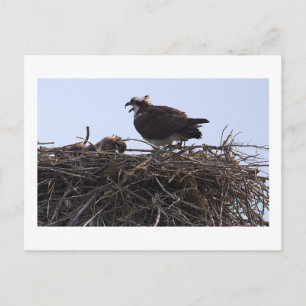Carte postale de nid d'aigle de mer