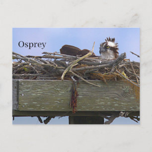 Carte postale de nid d'aigle de mer