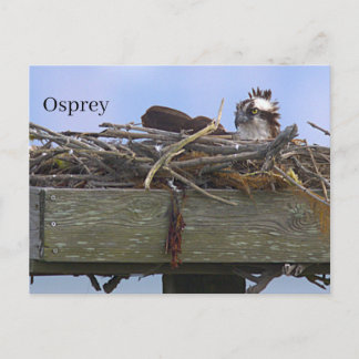 Carte postale de nid d'aigle de mer