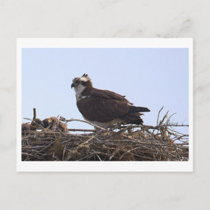Carte postale de nid d'aigle de mer