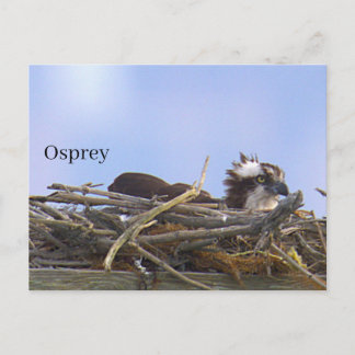 Carte postale de nid d'aigle de mer