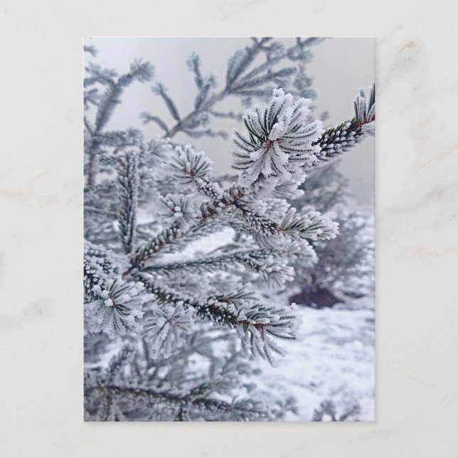 Carte postale de Noël, arbre de Noël sous la neige (Devant)