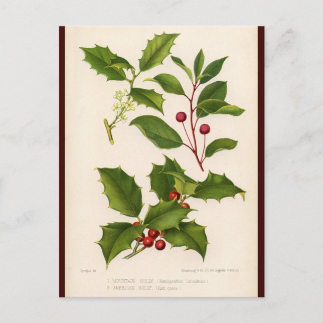 Carte postale de Noël illustrée par Holly Botanica (Devant)