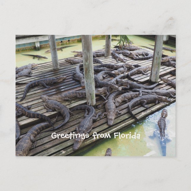 Carte Postale de nombreux alligators (Devant)