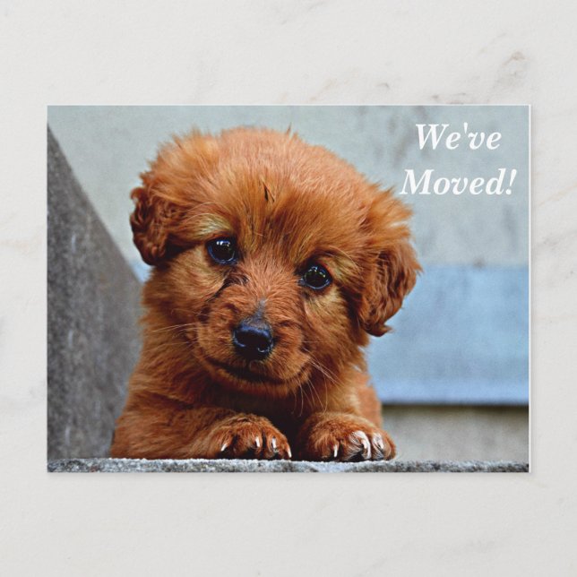 Carte postale de nouvelle adresse Maltese We've Mo (Devant)