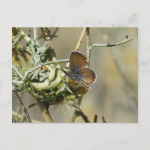Carte postale de Papillon bleu occidental Pygmy