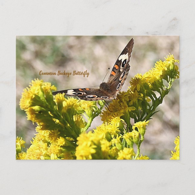 Carte postale de papillon Buckeye commun (Devant)