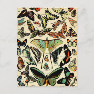 Carte postale de papillons d'Adolphe Millot