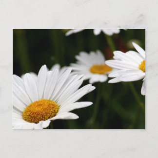 Carte postale de pâquerette