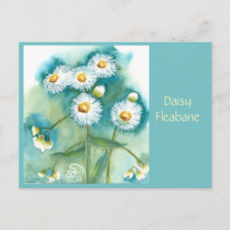 Carte postale de pâquerette Erigeron