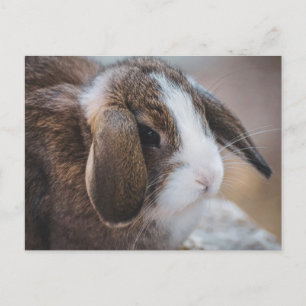 Carte postale de Pâques lapin mignon