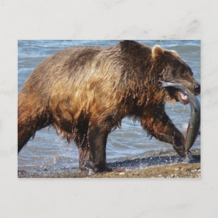 Carte postale de pêche de l'ours