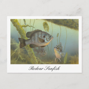 Carte postale de peinture de poisson-soleil de Rec