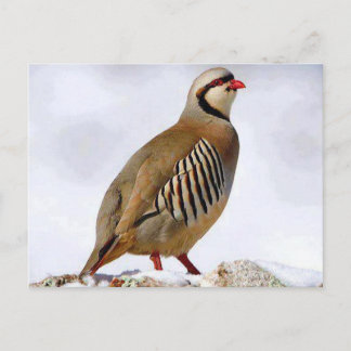 Carte postale de perdrix kurde