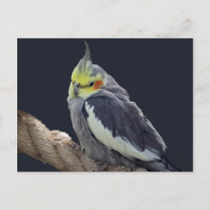 Carte postale de Perruche caline