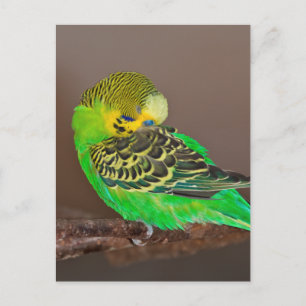 Carte postale de perruche somnolente