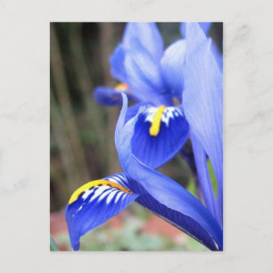 carte postale de pétales d'iris