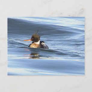Carte postale de photo de canard