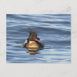 Carte postale de photo de canard