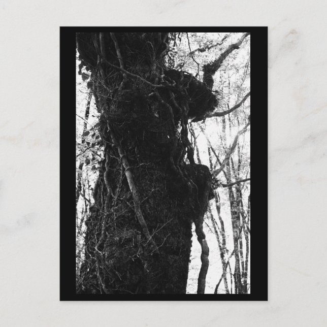 Carte postale de photographie d'arbre (Devant)