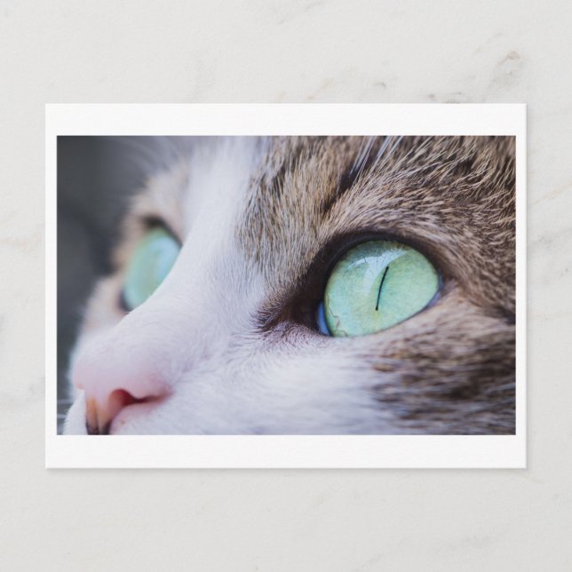 CARTE POSTALE DE PHOTOGRAPHIE DE CAT À YEUX VERT (Devant)