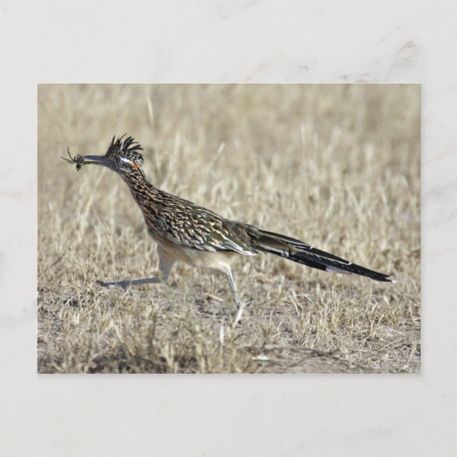 Carte postale de photographie de Roadrunner (Devant)