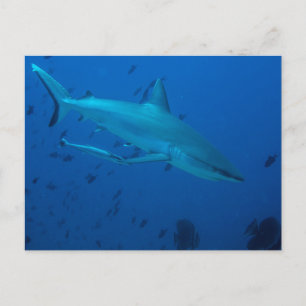 Carte postale de photographie sous-marine de requi