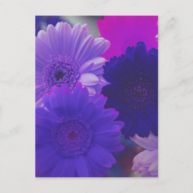 Carte postale de photos à fleurs violettes Gerbera (Devant)
